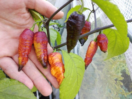 Ardei iute Pink Tiger x Peach Bhut - Img 3