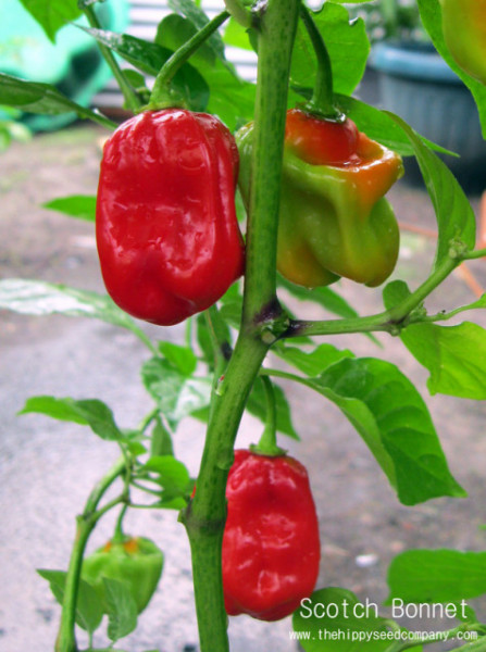 Ardei iute Scotch Bonnet Red