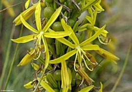 Asphodeline lutea - Img 5