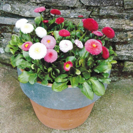 Banutei-Bellis Perennis Pomponette mix - Img 2