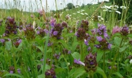 Busuioc de camp-Prunella Vulgaris - Img 8