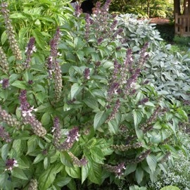 Busuioc Scortisoara - Img 2