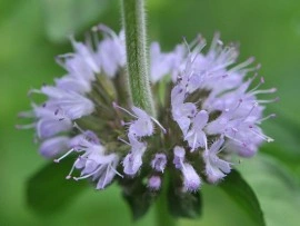 Busuiocul cerbilor-Mentha pulegium - Img 2