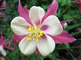 Caldarusa-Aquilegia Caerulea Rose Queen - Img 2