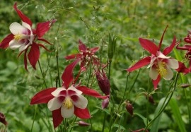 Caldarusa-Aquilegia Caerulea Rotstern - Img 2