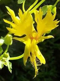 Canary creeper-Tropaeolum peregrinum - Img 2