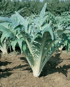 Cardon Gigante di Romagna - Img 2
