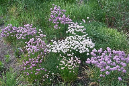 Ceapă de tuns-Chives - Img 2