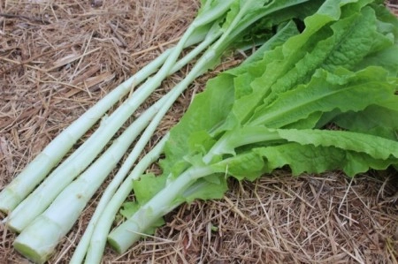 Celtuce-Lactuca sativa var.Augustana - Img 7