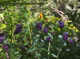 Cerinthe major purpurascens - Img 7