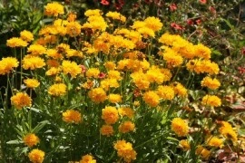 Coreopsis grandiflora Early Sunrise - Img 4