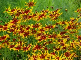Coreopsis tinctoria Mardi Gras - Img 2