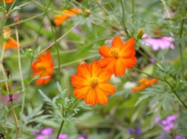 Cosmos bipinnatus Bright Lights