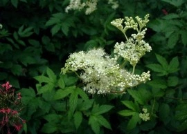 Creţușca-Filipendula ulmaria - Img 4