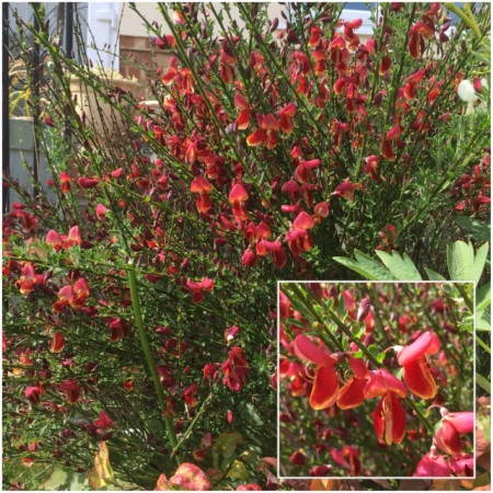 Cytisus Boskoop Ruby - Img 3