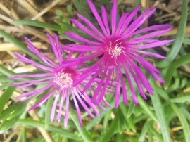 Delosperma Cooperi-Floarea de cristal - Img 7