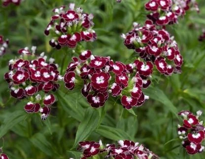 Dianthus barbatus-Garoafa turceasca Heimatland - Img 2