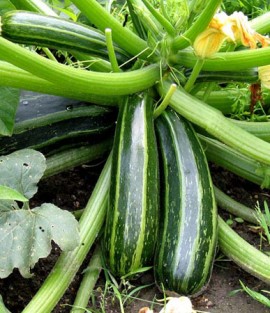 Dovlecel zucchini Cocozelle
