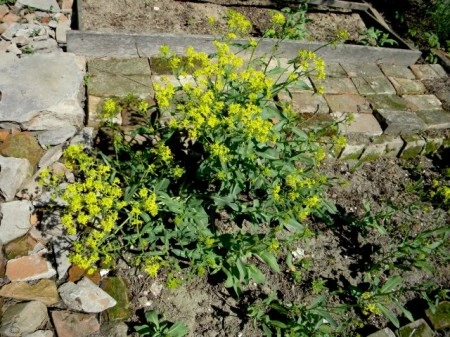 Drobusor-Isatis Tinctoria - Img 7