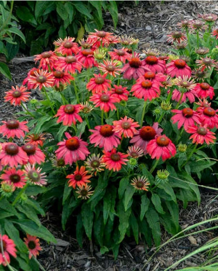 Echinacea Lakota red - Img 2