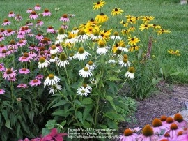 Echinacea Purpurea PowWow Wild Berry - Img 2