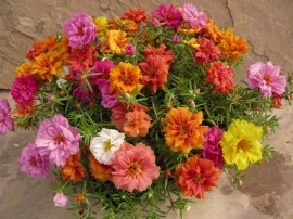 Flori de piatra-Portulaca Grandiflora - Img 6
