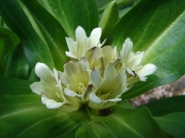Gentiana Tibetica - Img 3
