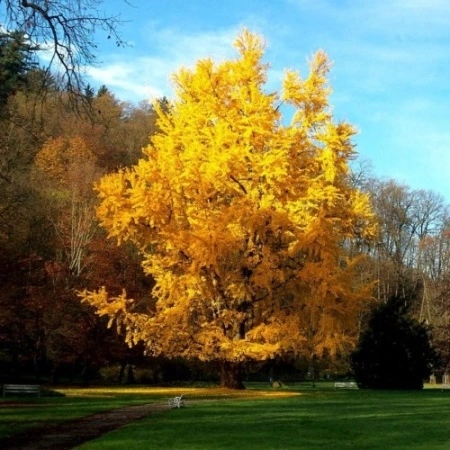 Ginkgo Biloba - Img 4