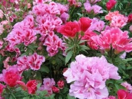 Godetia grandiflora - Img 2