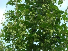 Hamei-Humulus lupulus - Img 3