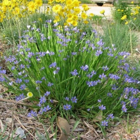 Iarba cu ochi albastri-Sisyrinchium Angustifolium - Img 3