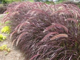 Iarba decorativa Pennisetum Setaceum Rubrum - Img 7