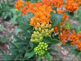 Iarba fluturilor-Asclepias tuberosa - Img 4