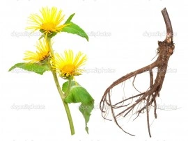 Iarbă mare-Inula helenium - Img 3