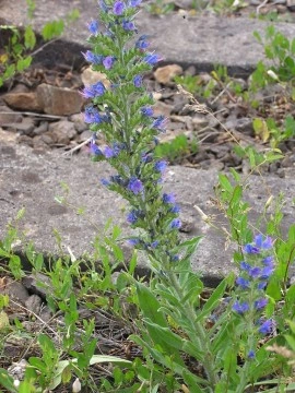Iarba Sarpelui-Echium vulgare - Img 6