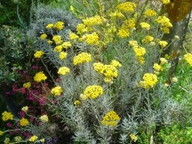 Imortela-Helichrysum arenarium-Siminoc - Img 5