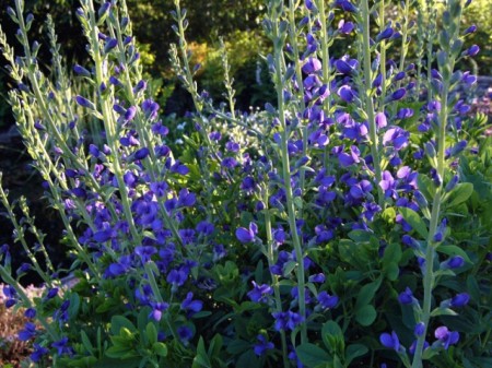 Indigou Salbatic-Baptisia Australis