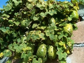 Kiwano - Img 3