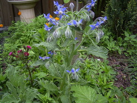 Limba mielului-Borago officinalis albastra