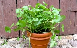 Lingureaua-Cochlearia officinalis - Img 2