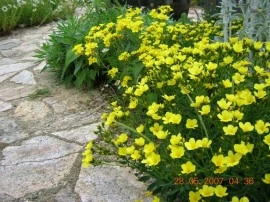 Linum flavum Compactum-In decorativ galben - Img 2