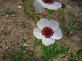 Linum grandiflorum Bright Eyes-In decorativ alb - Img 2