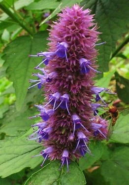 Lofant-Lophanthus Anisatus Benth - Img 2