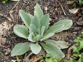 Lumanarica-Verbascum thapsus - Img 6