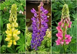 Lupin peren-Lupinus polyphyllus mix - Img 7