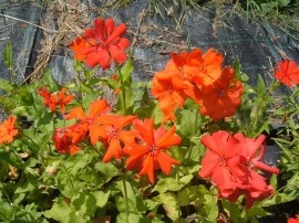 Lychnis x Haageana - Img 3