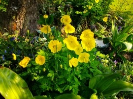 Mac Meconopsis Cambrica Yellow - Img 3
