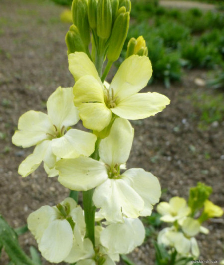 Micsuneaua ruginie-Cheiranthus cheiri Ivory White