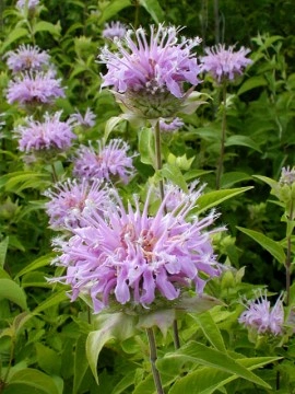 Monarda Fistulosa-Wild Bergamot - Img 3
