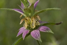 Monarda punctata-Spotted Bee Balm - Img 2